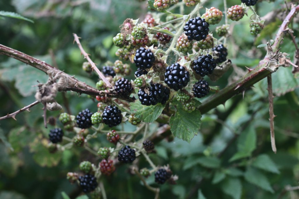 Berries