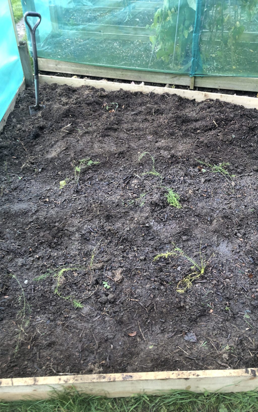 The asparagus bed